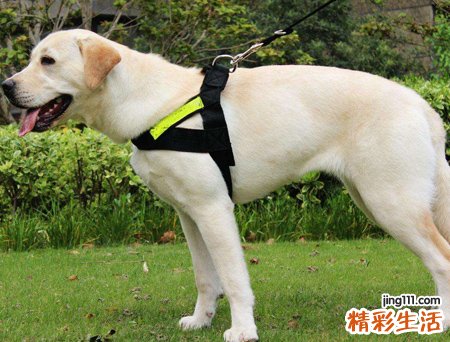 梦见被狼狗追赶自己到处乱跑