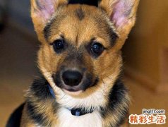 女人梦到被狼狗在大街上追着咬