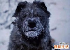 梦见被黑狗咬伤去医院打狂犬疫苗