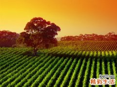 梦见别人杀人见血流了很多血