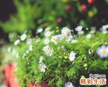 长一点的可爱微信网名