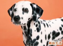 梦见狗咬伤了自己的左手边缘