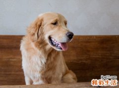 梦见狗屎撒了一地臭气熏天，女人梦见地上有狗屎