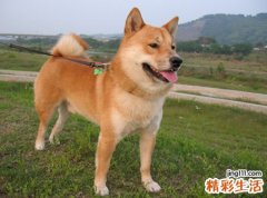 梦见狼狗摇尾巴狂吠，女人梦见凶恶的狼狗