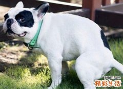 梦见白狗受伤了摇尾乞怜，女人梦见一只大白狗