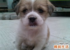 梦见狗摇尾巴汪汪叫咬自己，女人梦到狗是什么征兆
