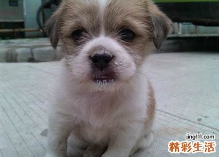梦见狗摇尾巴汪汪叫咬自己，女人梦到狗是什么征兆