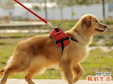 梦见狗咬我出血了去打狂犬疫苗，女人梦到狗咬是什么意思