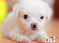 孕妇梦见很多乖巧的小狗狗