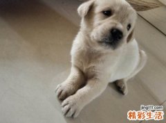 梦见狗在人民公园主动亲近自己