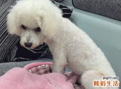 梦见自己在大街上被小狗崽咬住不放