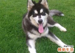 梦见被狗咬手指流了很多血，女人梦见狗咬破大拇指