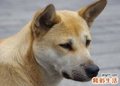 梦见被狗咬了手很担心感染病毒，梦到狗咬自己的手出血