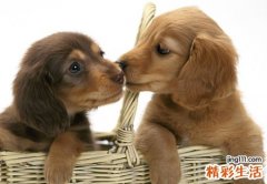 梦见把狗打死了扔到街头，做梦梦到自己将恶狗杀死