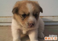 梦见狗咬别人很疯狂像是疯狗，做梦梦到大狗扑咬别人