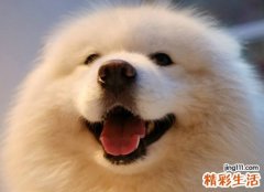 梦见狗咬手指流了一地血，女人梦到狗咬手指头