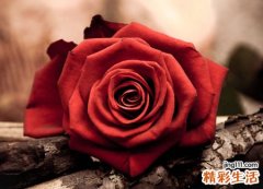 关于玫瑰的qq网名，带有玫瑰的微信网名大全