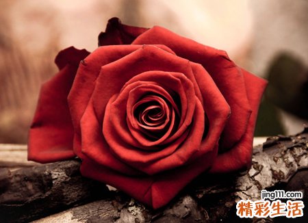 关于玫瑰的qq网名,带有玫瑰的微信网名大全