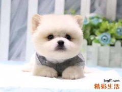 梦见一群小狗嬉戏打闹，做梦梦到好多小狗崽子