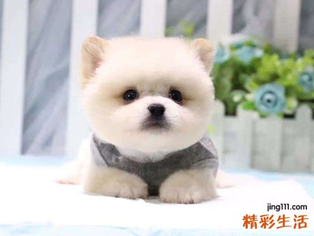 梦见一群小狗嬉戏打闹，做梦梦到好多小狗崽子