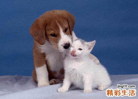 孕妇梦见猫和狗一起嬉戏打闹