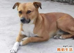 孕妇梦见被狗咬伤了被送到医院急诊室