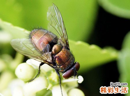 梦见在厕所拉屎时苍蝇在耳边嗡嗡乱飞