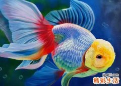 梦见和别人一起去菜市场买鱼炖着吃