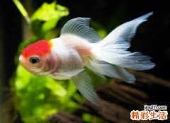 梦见抓到鱼收获颇丰，已婚女人梦见抓到活鱼