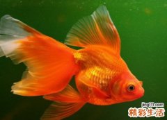 梦见自己在池塘摸鱼被鱼咬手很痛