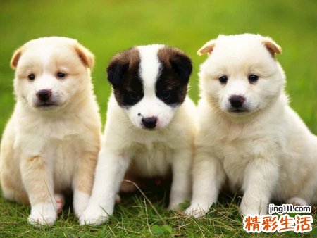 梦见一群狗是一帮穷凶极恶的恶犬