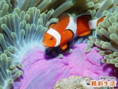 梦见好多鱼到处乱蹦，女人梦见好多鱼在岸上