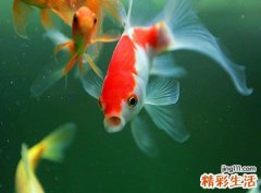 梦见杀鱼把鱼开膛破肚