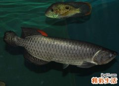 梦见大鱼在水里游来游去乐翻天