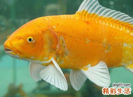 梦见鱼自由自在的在天空飞翔，女人梦见鱼和水