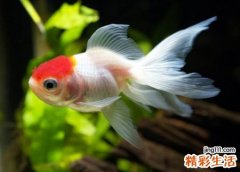 梦见鱼咬人流了很多血，做梦梦到鱼很凶跳出咬人