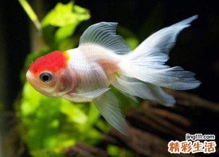 梦见鱼咬人流了很多血，做梦梦到鱼很凶跳出咬人