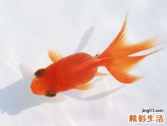 梦见大海里鱼吃人很惊悚，做梦梦到巨大的鱼把人吃了