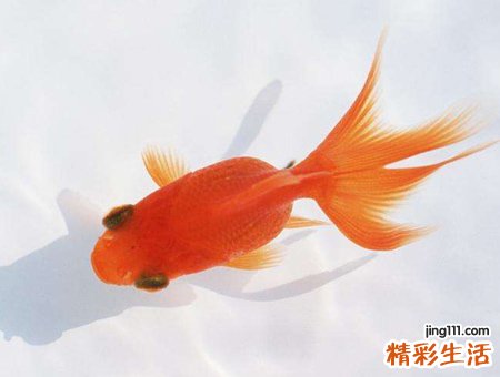 梦见大海里鱼吃人很惊悚，做梦梦到巨大的鱼把人吃了