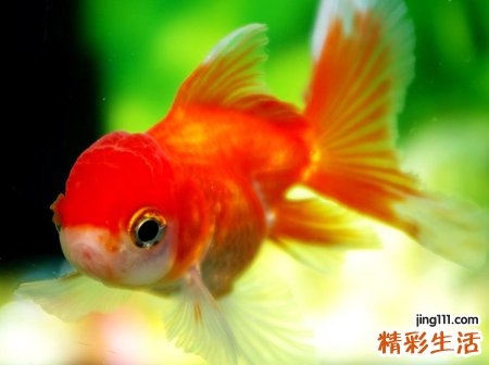 梦见和别人一起在五星级大酒店吃大鱼