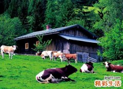 畜牧养殖公司起名，创意好听的畜牧业公司名字