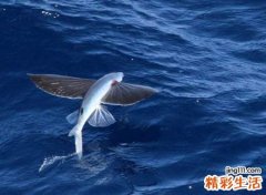 梦见鱼在天上飞很壮观，女人梦见大鱼在天上游