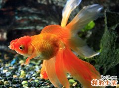 梦见好多死鱼发出恶臭，已婚女人梦见死鱼征兆