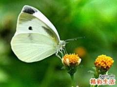 梦见白蝴蝶在花丛中翩翩起舞，做梦梦到抓白蝴蝶后又放了
