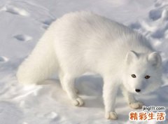 梦见白狐狸和人对话，梦到狐狸和仙家有关吗