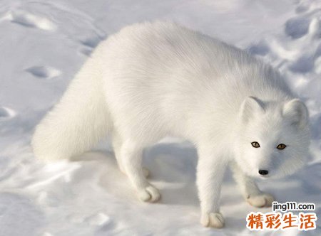 梦见白狐狸和人对话，梦到狐狸和仙家有关吗