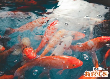 梦见鱼游进了快活林是什么意思