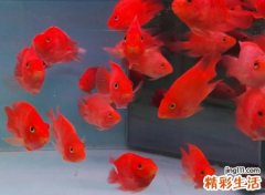 梦见红鱼非常漂亮好看，做梦梦到捉到红鱼放生了