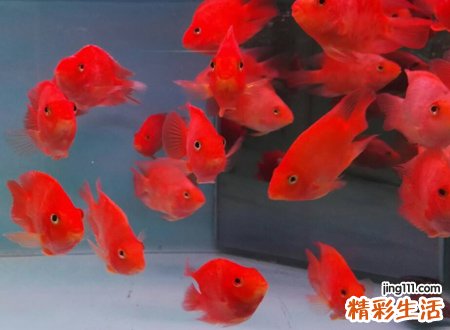 梦见红鱼非常漂亮好看，做梦梦到捉到红鱼放生了