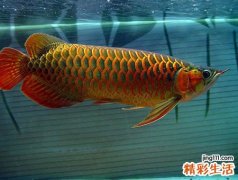 梦见河里有非常多死鱼烂鱼